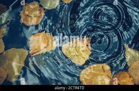 Herbst Konzept Hintergrund.Big Drop fallen auf Pfütze verlassen einen radialen Kreis auf der Oberfläche mit gefallenen gelben Blättern auf dem Wasser. Stockfoto