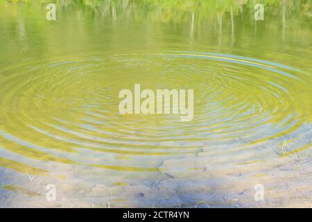 Ausdehnungswellen im Wasser, die durch das Werfen eines Steins verursacht werden. Bewegungskonzept Stockfoto