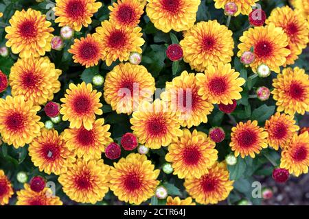 Vitamum Series Chrysanthemum (Chrysanthemum × morifolium 'Starspot') - North Carolina Arboretum, Asheville, North Carolina, USA Stockfoto