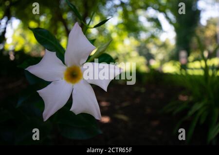 Eine weiße und gelbe Blume gepflanzt in Black Mulch in Ein schattierter Bereich Stockfoto