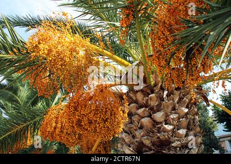 Crikvenica/Selce, Pflanzen in der Nähe der Küste Bürgersteig, Kroatien, Europa Stockfoto