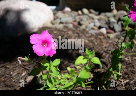 Eine kleine rosa Blume in einem Bett von schwarzem Mulch Mit einem Felsen dahinter Stockfoto