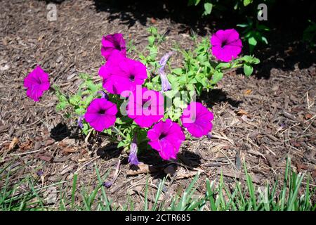Ein Fleck von kleinen violetten Blumen in einem Bett von Alte Schwarze Mulch Stockfoto