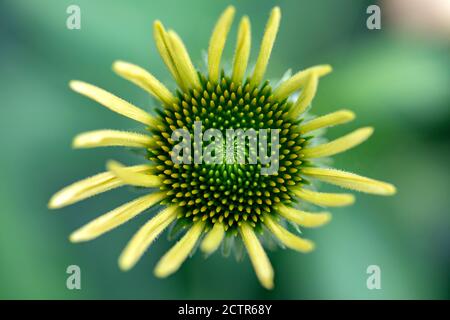 Östlichen Sonnenhut Bud (Echinacea purpurea 'Magnus') - North Carolina Arboretum, Asheville, North Carolina, USA Stockfoto