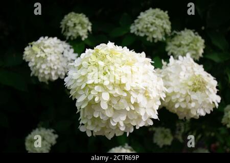 Eine große weiße und runde Blume, die auf einem Bush aufgehängt wird Stockfoto