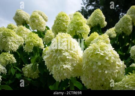 Eine große weiße und runde Blume, die auf einem Bush aufgehängt wird Stockfoto
