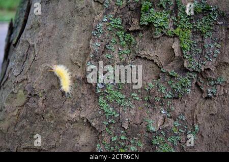 Eine kleine gelbe und flauschige Raupe auf einem Baum mit Moos Stockfoto