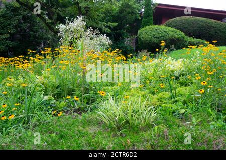 Ein Fleck junger Sonnenblumen auf einem Vorburban-Rasen Stockfoto