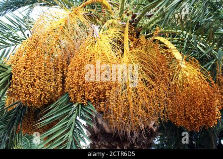 Crikvenica/Selce, Pflanzen in der Nähe der Küste Bürgersteig, Kroatien, Europa Stockfoto