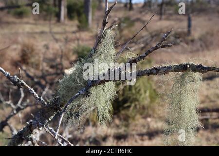 Old man's Beard wächst in einer toten Zedernbaum in Herbst Stockfoto
