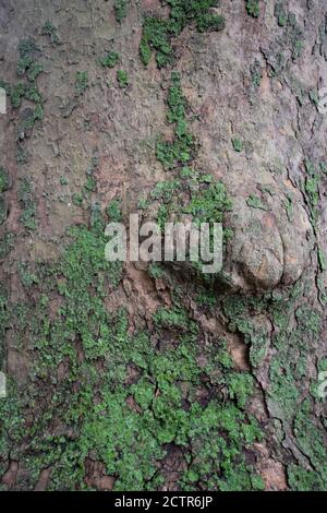 Ein Baum mit einem Klumpen bedeckt in Lichen und Moos Stockfoto