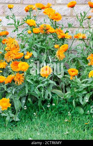 Calendula officinalis. Englische Marigolds gegen eine Ziegelmauer. Stockfoto