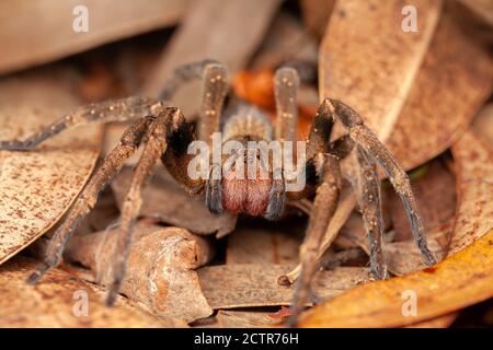 Brasilianische Wanderspinne - Gefahr giftige Phoneutria Ctenidae Stockfoto