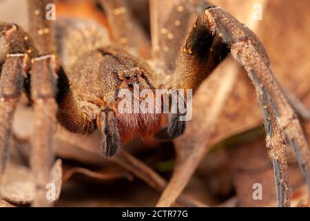 Brasilianische Wanderspinne - Gefahr giftige Phoneutria Ctenidae Stockfoto