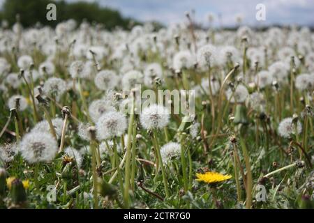 Löwenzahn und Blütenköpfe wachsen auf einem Feld in Essex. Stockfoto