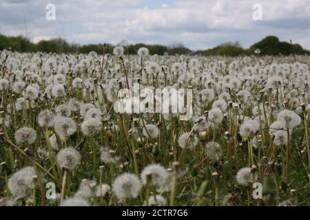 Löwenzahn und Blütenköpfe wachsen auf einem Feld in Essex. Stockfoto