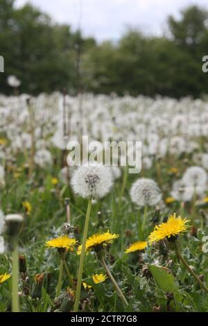 Löwenzahn und Blütenköpfe wachsen auf einem Feld in Essex. Stockfoto