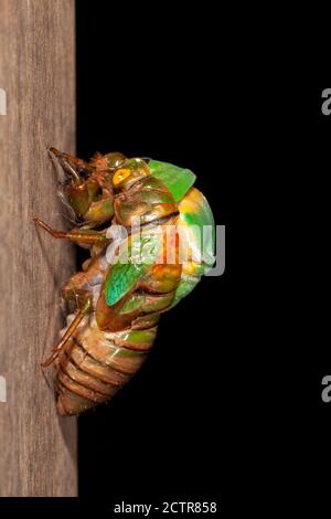 Cicada Häutung exuvia auftauchende Schale Stockfoto