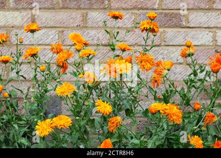 Calendula officinalis. Englische Marigolds gegen eine Ziegelmauer. Stockfoto