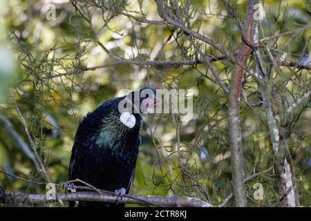 Der tui (Māori: tūī; Prosthemadera novaeseelandiae) ist ein endemischer Singvogel Neuseelands und die einzige Art in der Gattung Prosthemadera. Stockfoto