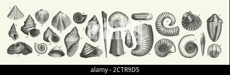 Historischer Jahrgang, Fossilien der Kupferschieferformation, Sektion der Wirksworth-Höhle und Fossilien Gravur Antike Illustration, Veröffentlicht 1851 Stockfoto