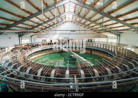 Melkkühe verarbeiten auf einem automatischen industriellen Melksystem im Milchviehbetrieb. Stockfoto