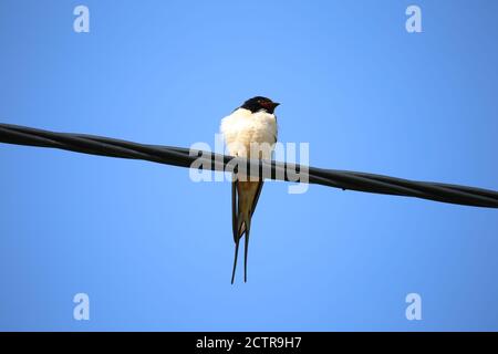 Low-Angle-Aufnahme eines weißen Vogels auf dem Kabel Stockfoto