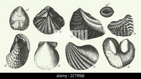 Historischer Jahrgang, Fossilien der Kupferschieferformation, Sektion der Wirksworth-Höhle und Fossilien Gravur Antike Illustration, Veröffentlicht 1851 Stockfoto