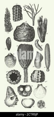 Historischer Jahrgang, Fossilien der Kupferschieferformation, Sektion der Wirksworth-Höhle und Fossilien Gravur Antike Illustration, Veröffentlicht 1851 Stockfoto