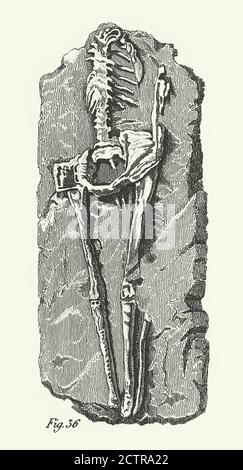 Historischer Jahrgang, menschliches Skelett aus Guadaloupe (Fossil in Kalkstein), Fossilien, Skelette und Spuren Gravieren Antike Illustration, Veröffentlicht 1851 Stockfoto