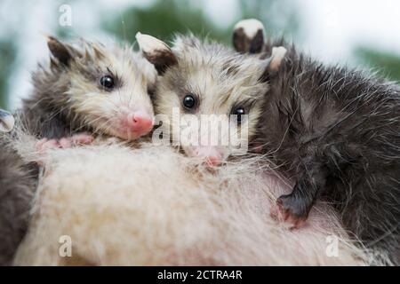 Wet Virginia opossum (Didelphis virginiana) Joeys Huddle Together on Mothers Back Closeup Summer - Captive Tiere Stockfoto