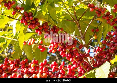 Kaffeebaum mit Früchten Stockfoto