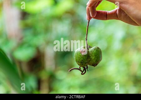 Tenom, Sabah, Malaysia: Nahaufnahme eines Kautschukbaums-Sämlings (lat.: Hevea Brasiliensis) auf Sapong Estate, jetzt Palmoil-Plantage von SIME DARBY Stockfoto