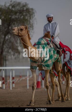 Ein einziger Jockey übt auf seinem Kamel auf der Al Marmoom Camel Race Track am Stadtrand von Dubai, Vereinigte Arabische Emirate (VAE) Stockfoto