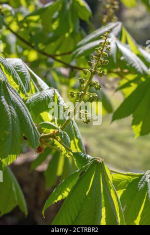 Kastanienbaum (Aesculus hippocastanum). Nahaufnahme von Still zu öffnen, aufrecht, Blütenknospen. Feder. Stockfoto