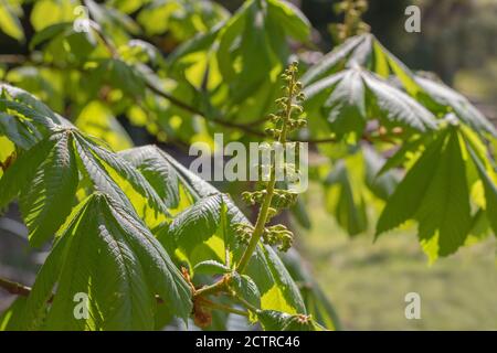 Kastanienbaum (Aesculus hippocastanum). Nahaufnahme von Still zu öffnen, aufrecht, Blütenknospen. Feder. Stockfoto