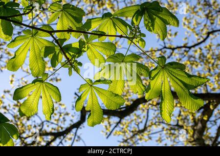 Kastanienbaum (Aesculus hippocastanum). Lookiing up an einem Zweig von obviate Blätter, Blättchen, Ausstrahlen von einem zentralen Punkt, zusammengesetzte Blätter, BA Stockfoto