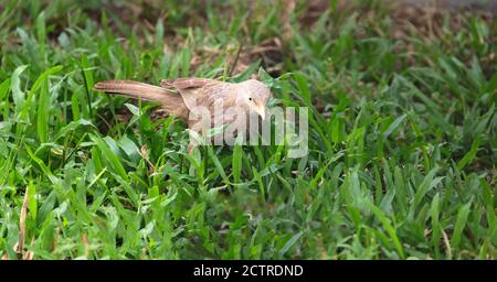 Ceylon Rufous Babbler (Turdoides rufescens) sammelt Futter auf dem Rasen. Sri Lanka endemische Arten, Dezember Stockfoto