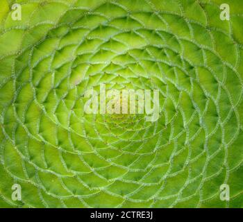 Table aeonium, aeonium tabuliforme, Fern Canyon Garden, Mill Valley, Kalifornien Stockfoto