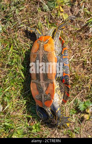 Westliche gemalte Schildkröte (Chrysemys picta belli). Plastron, Unterseite und linke Seite periphere inframaginale Schächte zeigen. Ausrichtreflex. In Bearbeitung Stockfoto