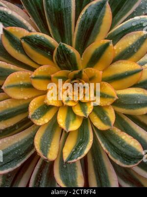 Aeonium, Sunburst, Copper Pinwheel, Fern Canyon Garden, Mill Valley, Kalifornien Stockfoto