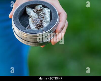 Hände halten Behälter mit Schuppen Haut von Gras Schlange (natrix natrix) nach dem Häuten. Ringelnatter oder Wassernatter ist eine eurasische nicht-giftige Schlange. Stockfoto