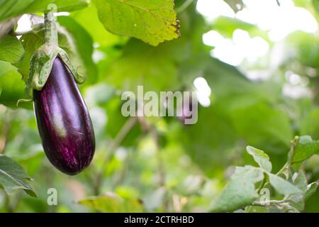 Ökologische kleine Aubergine, die von der Pflanze hängt. Aubergine, oder brinjal, ist eine Pflanzenart in der Familie der Nachtschattengewächse Solanaceae. Solanum melongena. Stockfoto