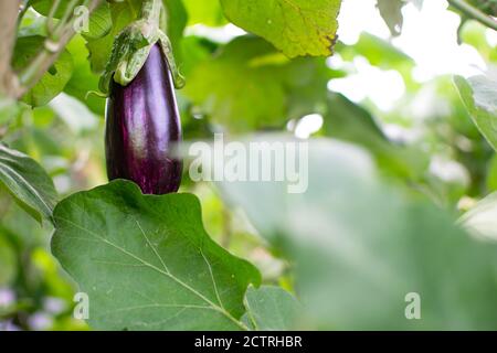 Ökologische kleine Aubergine, die von der Pflanze hängt. Aubergine, oder brinjal, ist eine Pflanzenart in der Familie der Nachtschattengewächse Solanaceae. Solanum melongena. Stockfoto