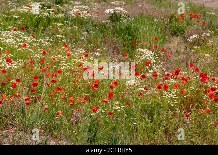 Poppies (Papava rhoeas), Scented Mayweed (Matricaria recutita), growing together and flowering on disturbed ground alongside farm buildings. May-June, Stockfoto