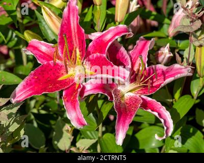 Zwei große rosa Seerosen blühen in einem Sommergarten Stockfoto