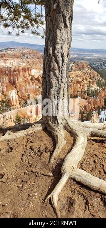 Bryce Canyon in UTAH Stockfoto