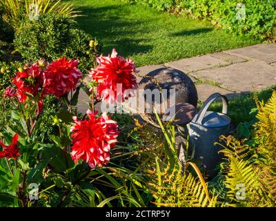 Chenies Manor Garden Mitte September 2020.Red Labyrinth Dahlien, Steinkugel, Gießkanne, Rasen und Farne in hellem Sonnenlicht. Stockfoto