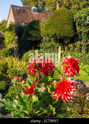 Chenies Manor House Gebäude und Garten an einem sonnigen September Nachmittag, 2020. Rote Labyrinth Dahlien, krautige Pflanzengrenzen, topiary und Spalier. Stockfoto