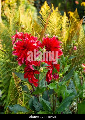 Detail eines lebendigen Dahlia 'Red Labyrinth' gegen hellgrüne Farne im Chenies Manor versunkenen Garten an einem sonnigen Nachmittag Mitte September 2020. Stockfoto